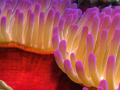 Anemone. Great Barrier Reef. No colour edit