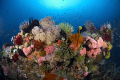 The reefs of southern komodo are amazingly vibrant and diverse