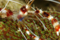 A Banded Coral shrimp's well armored body protects it from predators. Bonaire. Canon XTi 100mm.