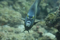Angel fish at the inside reef at Lauderdale by the Sea