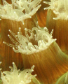 Coral polyps feeding at night. Bonaire. Canon XTi 100mm.