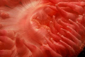 Bright red Dahlia Anemone. Vis 1 metre!
went in close for abstract shot.
Nikon D70, 60mm lens, twin strobes.