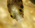 A Secretary Blenny comes out of it's hole to greet me. Bonaire. Canon XTi 100mm.