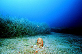 Pantelleria
Pinna Nobilis
Marine Life
Wide Angle