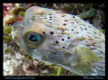 Porcupine fish in Jamaica. (Porcupinefish, blowfish, balloonfish, globefish) 
