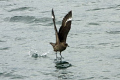 Chilean skua / brown skua in the Southern Atlantic / Beagle Channel