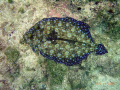 Rainbow flounder in Negril Jamaica.