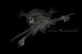 Big fin reef squid, night dive - anilao, batangas. Canon 350d, inonz240