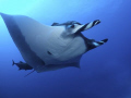 Swimming with a Giant Pacific Manta Ray is one of my favourite experiences.  These gentle giants are truly inspiring to be with.  It was taken in the Socorro Islands with a Fuji Finepix, Inon Fisheye Lens and an Inon D2000 Strobe at Roca Partida.  