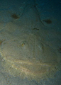 An angler fish smiling away off the new p29 wreck in cirkewwa, Malta.