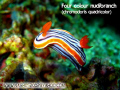nudibranche quadricolor