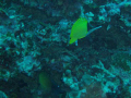 first underwater digital photo