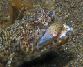 Believe it or not, this puffer actually got away!
Taken in the Lembeh Strait, North Sulawesi with my Olympus C-8080.