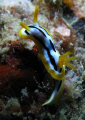Strigate Chromodoris during Komodo Dive Trip Nov. 2007
Canon Powershot 720 IS on Manual Setting in Canon Housing paired with Inon D2000 Strobe on Manual.