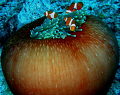PROTECT THE APPLE/Never thought NEMO loves apple!