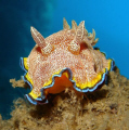 Whte-Spotted Chromodoris from Perhentian Islands.
Sony T3 