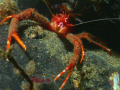 Squat lobster in Loch Fyne