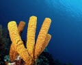 Majestic tube sponges reaching for the light.