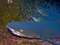 White tip reef sharks trio. 