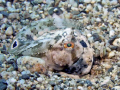 Great mimetism of Blennide fish: Bavosa