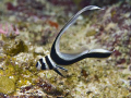 Juvenile spotted drum trying to avoid this paparazzo.  I could take a 100 shots of these guys and still want more!