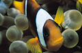 Amphiprion bicinctus (Two-banded anemonefish), Elphinstone Reef Egyptian Red Sea, Nikon F50 60mm Micro Nikkor, Flash Ikelite Ai