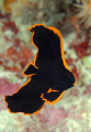 Juvenile batfish. Very shy fish.