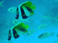 young bannerfishes