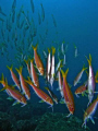 School of goatfish performing the upside down - reddish dance, necesary to be cleaned by the barberfish.