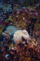 coral, anemone