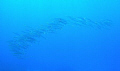 sharpfin barracuda Rota school natural light CNMI cnmi saipan tinian northern marianas islands mariana NMI scott mcclarin nikon P5000 fantasea FW-AL01