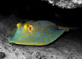 Blue Spotted Stingray, original photo taken with Canon G7 (no strobe) and then photoshopped the background black and white. 