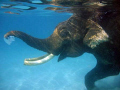Rajan the Elephant blowing bubbles in the water during an early morning swim.