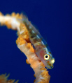 Whip goby with at a different angle taken at Sharks Observatory.