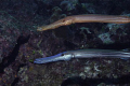 Nice couple of Trumpetfish. Off East end Grand Cayman. Nikon D-200. 60mm