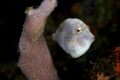 Sponge filefish. Shot taken at Puerto Galera, Philippines.