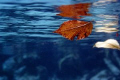 The leaf was suspended in the water. I used a Canon DSLR Rebel 300 with an Ikelite Housing. No strobe. 