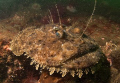 Anglerfish
nikon d70 10.5mm lens
2x strobes