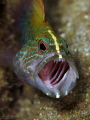 Juvenile Graysby (Cephalopholis cruentatus) having a yawn. Looks scary doesn't it. 