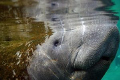 Manatee up close. I love the reflection. Canon DSLR Rebel 300 with Ikelite Housing. No Strobe. Taken in Crystal River, FL.
