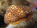 A beautiful Flamingo Tongue (Cyphoma gibbosum)