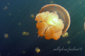Jellyfish in the jellyfish lake in Palau