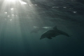 Behind a wave. Dolphin & sun rays