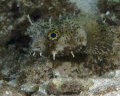 Spotted Burrfish off of the Reefhouse Resort's pier, on Roatan, Honduras.
