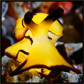 Pleourobranch
