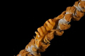 whip coral partner shrimp.