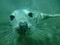 Young grey seal taken at the Farne Islands.Throughout the dive this
seal just wanted to play.
Taken with fuji finepix f30