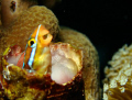 Not your usual smiling blenny.I am not sure why the blenny looks so mad...