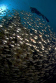 masses of glassies always make for an impressive shot esp with a small diver silhouette