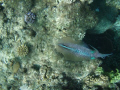 cuttle fish nuku'alofa harbour oylmpus 720